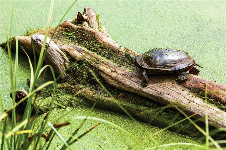 Tree truck trekking turtle