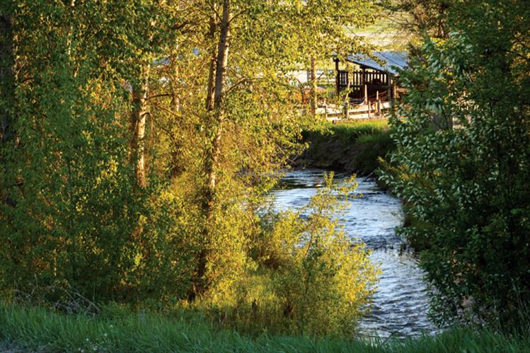 Early snow melt brings rushing water to lush creekside trees and bushes.