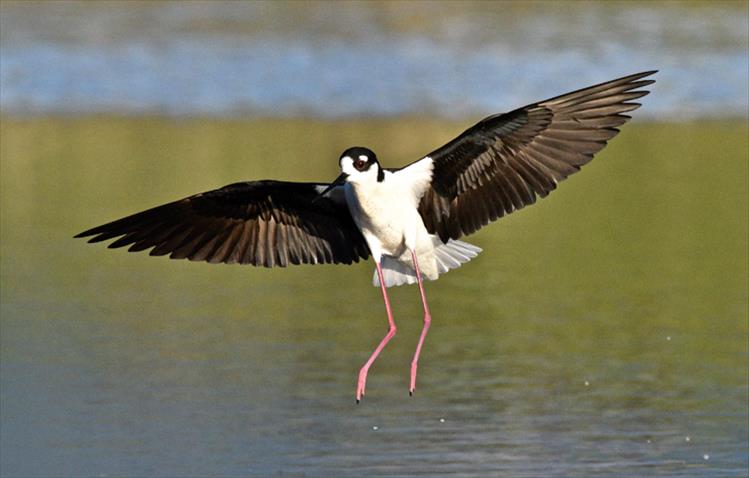 Stilt landing