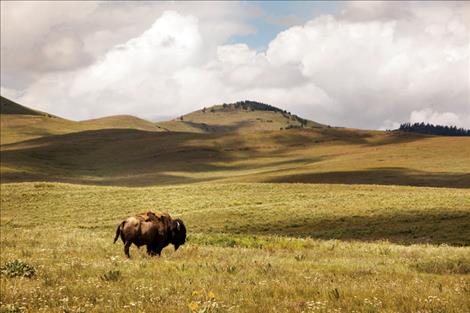 Confederated Salish and Kootenai Tribes seek comment on the proposed Bison Range transfer.