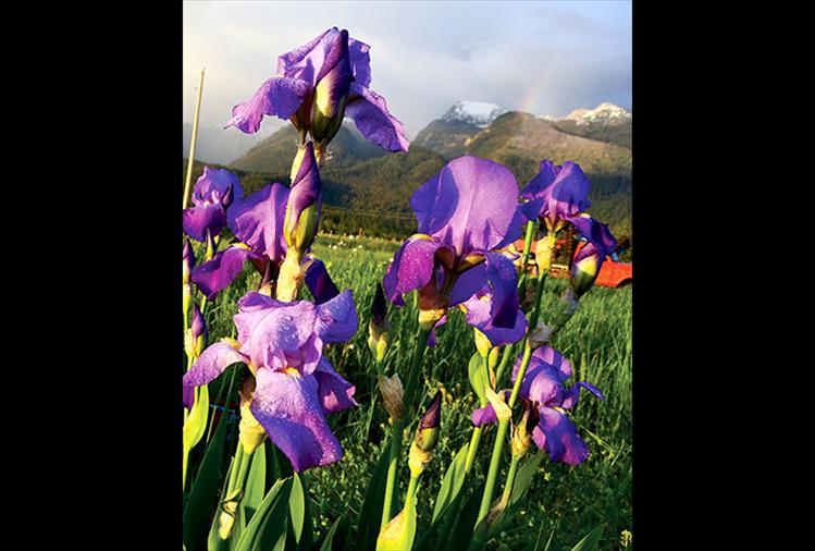 Purple in the rain - Purple iris stand tall following an afternoon rain shower.