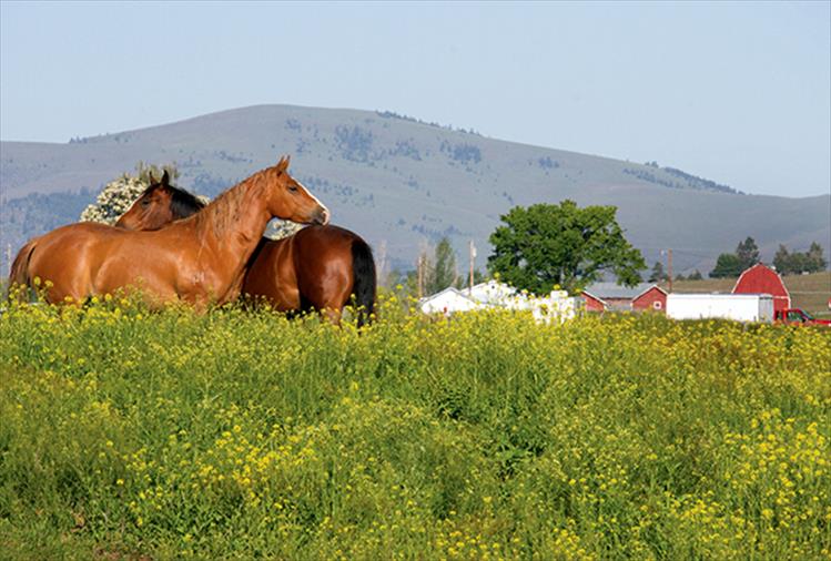 Got your back - Two horses soak up some morning sunshine along Back Road in Ronan.