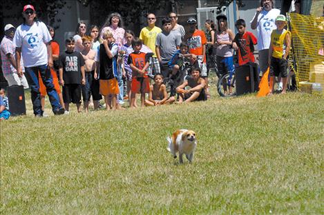 The dog races start at 1 p.m. this year.