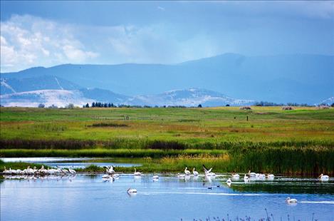 Unpaired pelicans "hanging out" and foraging in Mission Valley.