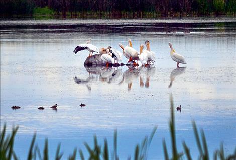 Pelicans on pond near Mission.