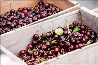 Resources available for cherry growers