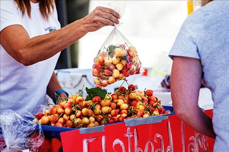 Rainier cherries ripened just in time for the annual Polson Main Street Flathead Cherry Festival.