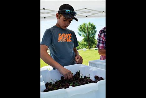  Kolby Reum, 14, sorts cherries by the pound.