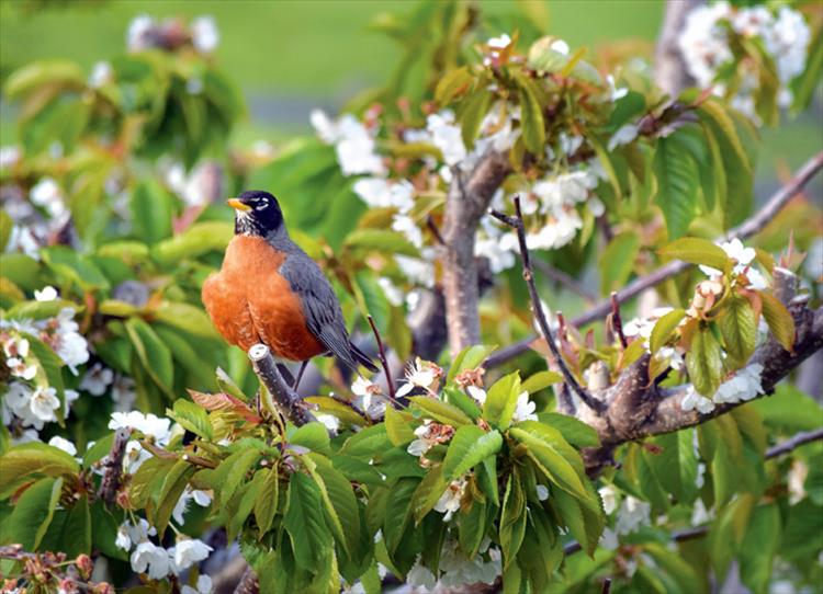 Robin