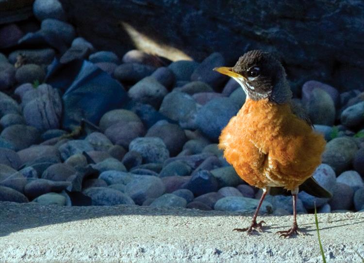 Young robin