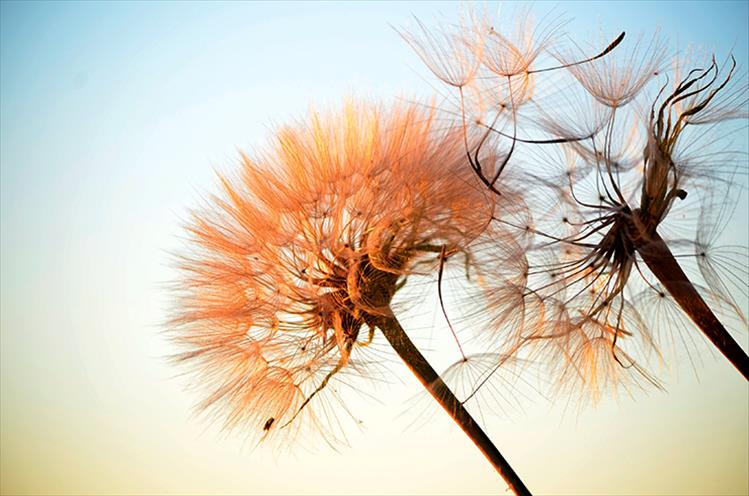 Make a wish