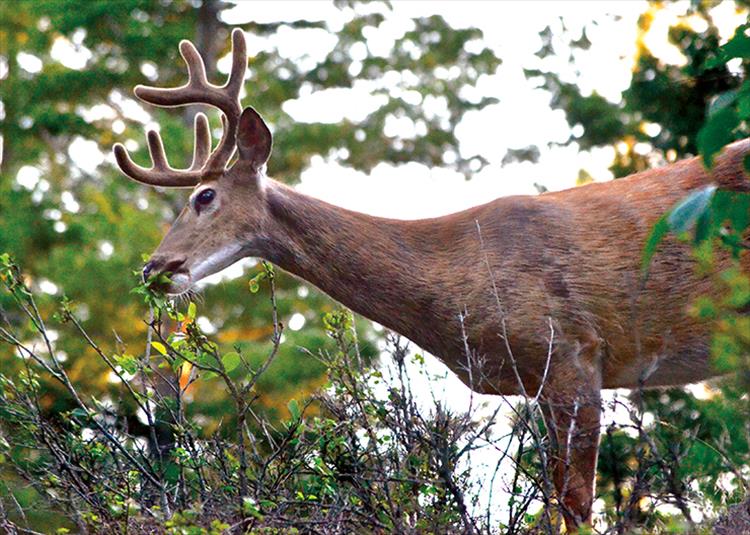 A whitetail buck flaunting antlers in velvet forages in the Finley Point area.