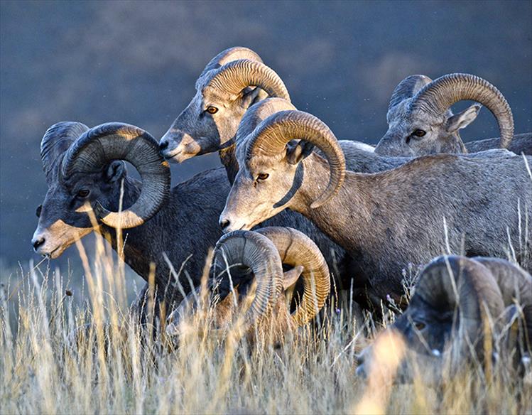 Bighorn sheep put their heads together in the early morning sunlight.