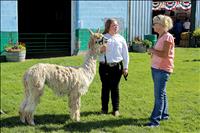 Lake County Fair Grand and Reserve Results