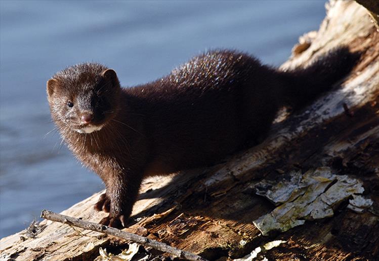 Wild mink