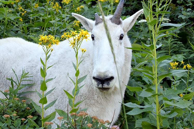 Wild Glacier goat