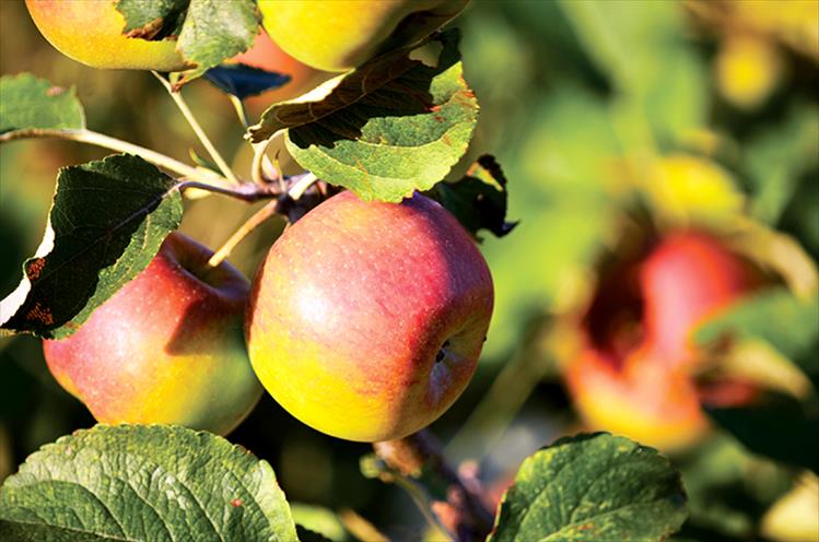 Apples awash in a warm, evening glow await the upcoming fall harvest.
