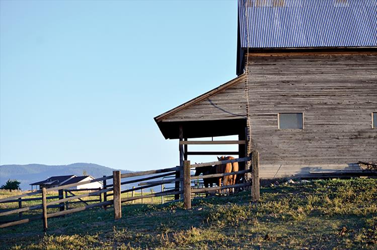 Horse barn