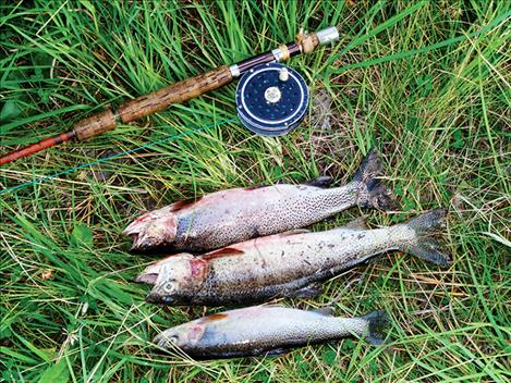 Cutthroat trout