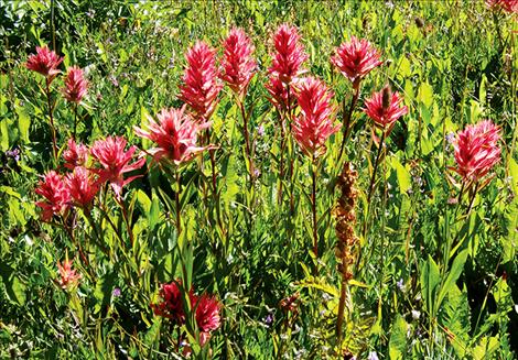 Indian paintbrush in full bloom