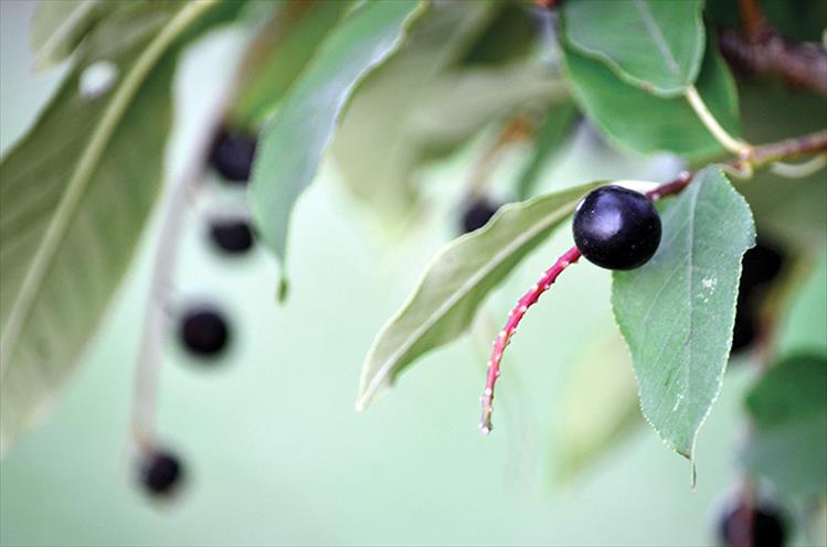 Chokecherries