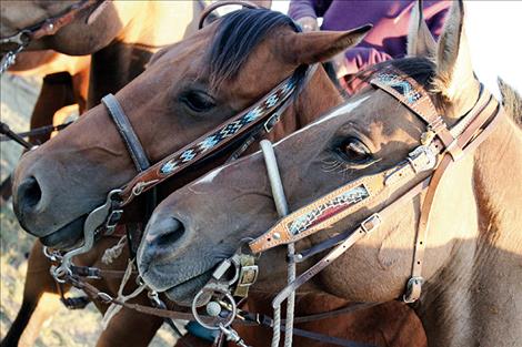 beaded bridles