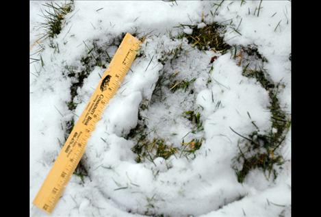 A track most likely made by a wolf dwarfs a dog track in Joyce Norman’s back yard. Norman’s standard poodle’s track is 3 inches long while this wolf track is about 8 inches long.