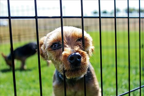 Although Bambi is free to roam, the cage is all she’s ever known.