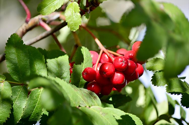 Fall berries