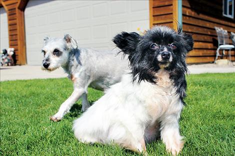 Sara and buddy enjoy the sun and grass.