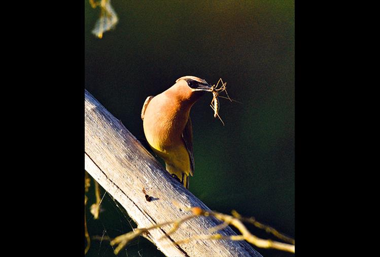 Cedar waxwing