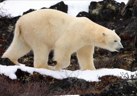 A polar bear strolls along a path near Churchill, Manitoba, Canada. Frank Tyro, SKC professor and volunteer on the arctic ecology field trips for the Great Bear Foundation, has visited Churchill 33 times since 1984.