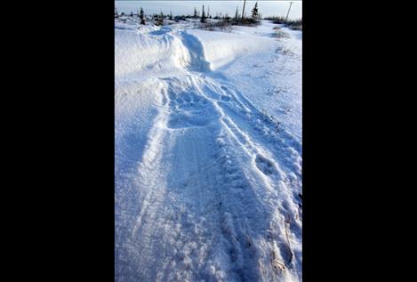 A big polar bear track shows up perfectly in the snow near Churchill. 