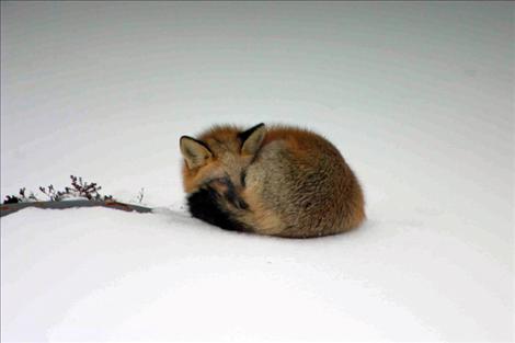 A red fox nestles into his tail to stay warm on a cold winter’s day.