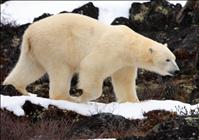 Salish Kootenai College professor documents polar bears in Churchill 