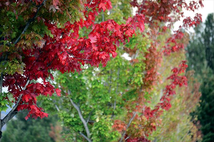 Colorful leaves signal the start of the fall season which officially began Sept. 22.