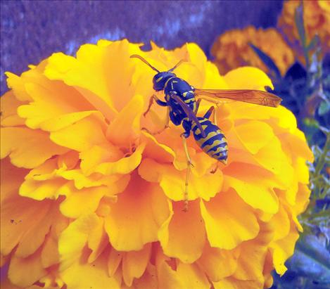 Sixth-grade student Isaak Brown captured a hornet on a flower during a fall outing at Ronan Middle School. Brown and other RMS students will be featured in a photographic art show planned for Jan. 18 at the Ronan Middle School Commons. 