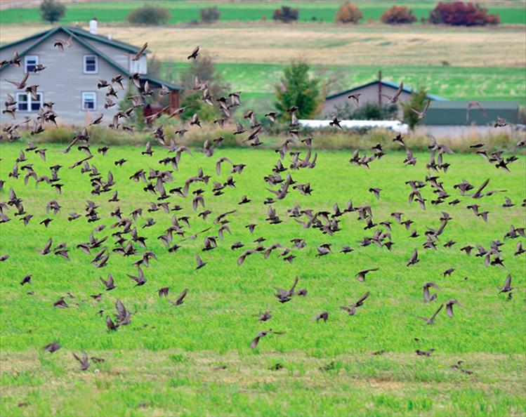 A large flock of birds enjoyed a group bug-feed on a St. Ignatius pasture.