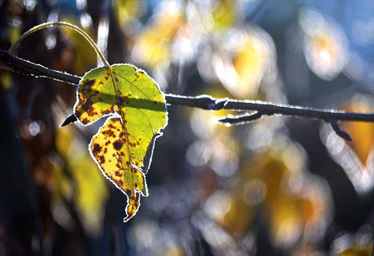 Frost leaf