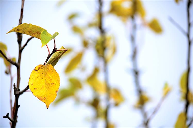 Heralding autumn changes, a fall leaf shows off its golden color.