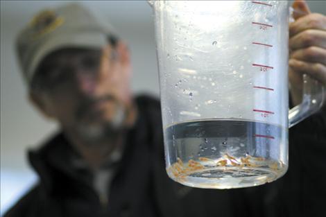 Ron Snyder holds a measuring bucket containing some of the newly hatched albino rainbow trout.