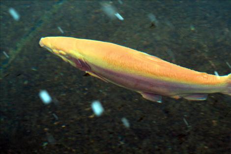 A full-grown “swimming lightbulb” polices his territory in the Jocko River Trout Hatchery’s show raceway.