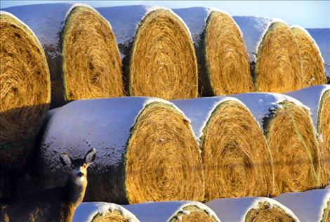 Deer help themselves to haystacks in the Valley View area, although the hay is meant for domestic animals. On page one, rows and rows of big round bales of hay will provide winter feed for cows, horses and other animals. 