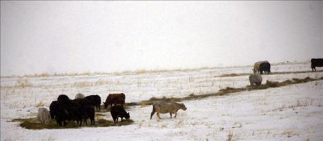 Looking like a Russell Chatham painting, cows line the feed ground eating hay.