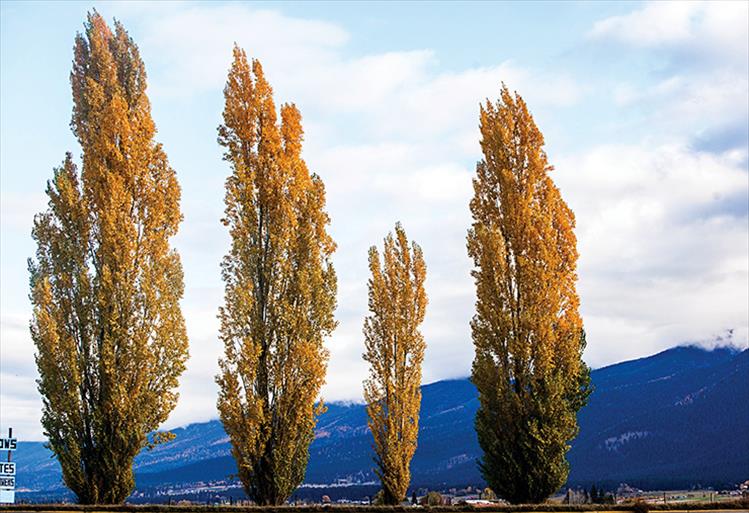 Poplars