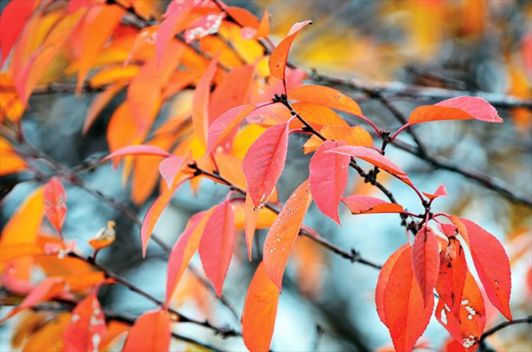 Vibrant shades of orange and red leaves provide a brilliant burst of fall color.