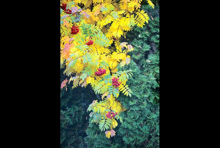 Green leaves on a mountain ash tree in Polson turn all shades of yellow, orange and red throughout the fall months. The red berries will remain once the leaves drop, feeding birds throughout the winter months.