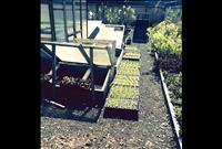 Use cloches, cold frames to extend growing season