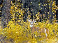 White-tailed deer harvest steady, rut starts