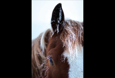 Icicles and frost form on a Round Butte Road horse's face as early morning freezing fog covers the Mission Valley Monday morning.